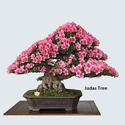 3 Types Flowering Bonsai Tree Seeds Chinese Wisteria, Judas Tree, Blue  Jacaranda | eBay