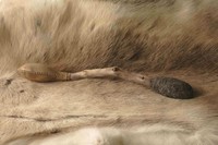 Felted Shamanic Drum Beater & Red Deer Rattle - On Ivy Handle Felted Shamanic Drum Beater & Red Deer Rattle - On Ivy Handle
