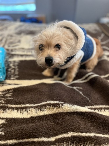 dog jacket winter - Picture 7 of 7