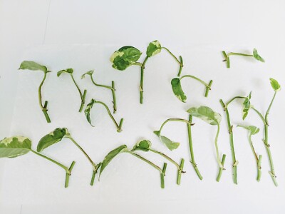 N'Joy Pothos Unrooted Cutting Live House Plant 9 Cuttings | eBay