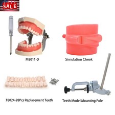 US Kilgore Nissin 200 Type Dental Typodont Model 28 pcs Removable Teeth M8011-D