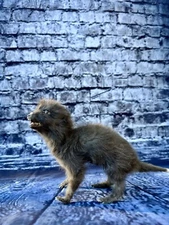 INCREDIBLE Taxidermy Baby Grey Silver Ranch Fox Adorable Rare Cabin Decor Mount