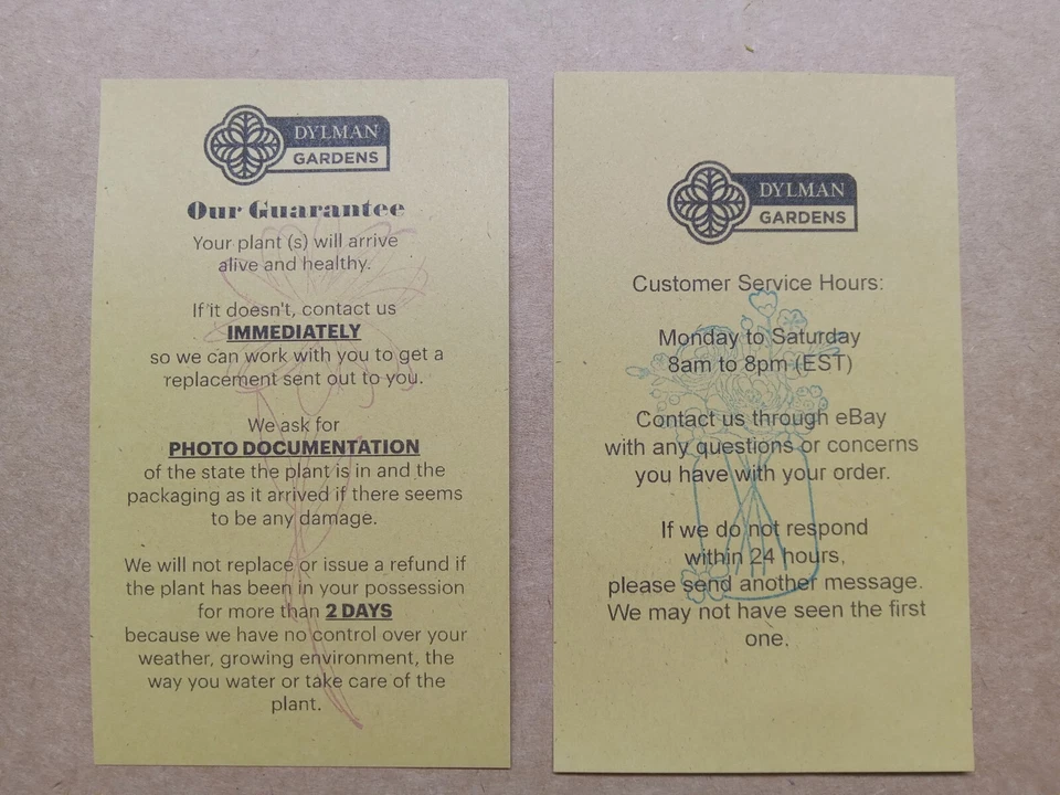 25 English Ivy Plants - Hedera helix - Groundcover - Size 2 - Free Shipping - Image 3 of 4