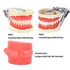 Dental Typodont Models With Removable Teeth Kilgore NISSIN 200/500 Type M8011/12