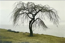 Studio Museum In Harlem Art Postcard By Lorna Simpson (b. 1960) Tree