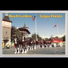 Vintage Postcard Busch Gardens Tampa Florida Unposted Clydesdales Scenic View