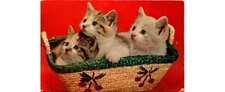 Tichnor K-1830 Kittens Postcard Boston Suffolk MA Basket Scene Animals Cats