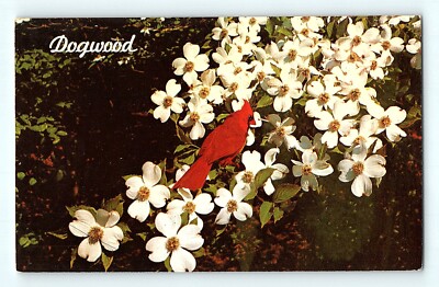 Dogwood in Bloom Red Cardinal Bird in Springtime Scene Postcard E5