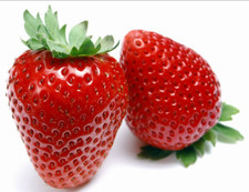 Eversweet Everbearing Strawberry 25 Bare Root Plants - Super Sweet