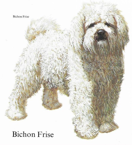 Bichon Frise - CUSTOM MATTED - 1988 Vintage Dog Art Print - Cozzaglio