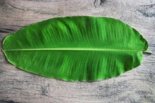 High Quality Natural Sun Dried Organic Banana Leaves Fish Pet Supplies Aquarium