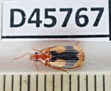 D45767. Insects, Carabidae sp. Vietnam, Nghe An. Nice!!!!!