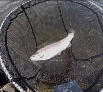 Fliegen Zum Fliegenfischen 6er Pack Für Forellen – CDC