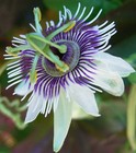 Passiflora morifolia | Woodland Passion Flower | Blue Sweet Calabash | 5 Seeds
