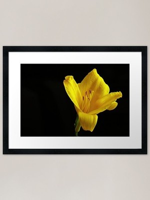 Shadowlit Lily: A Study in Contrast Gerahmtes Wandbild Poster Leinwanddruck Bild