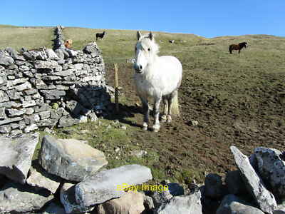 Foto 12x8 Pferde am Kelber Gate Conistone verschiedene Pferdebeispiele auf s c2011