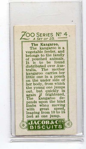 (Jb1737-100) JACOBS, ZOO SERIE (GRÜN), DAS KÄNGURU, 1924 #4 - Bild 2 von 2