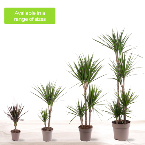 Dragon Tree Large Indoor House Plant Real Evergreen Tall Exotic Big Rare Plants - Picture 21 of 29
