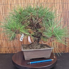 Bonsai di Pino Corticosa h 35cm Visita il mio negozio!