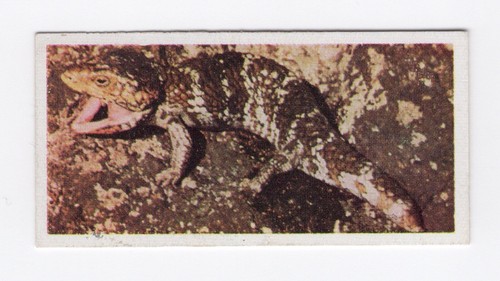 Australian tea trade card 1959 #24 - Shingle Back Lizard
