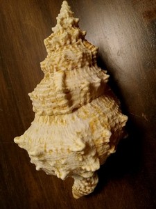  Large Bursa tutufa tuba sea shell . 8 1/2 Inches collector decor VG Condition 