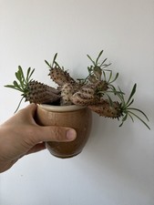 Euphorbia Japonica Suculent Plant