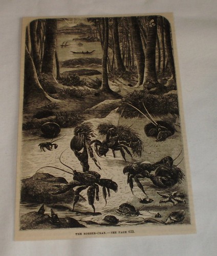 1876 magazine engraving ~ THE ROBBER-CRAB