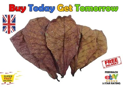 Indian Almond Leaves for Aquaria Catappa Betta Shrimp Pleco Blackwater Tannin