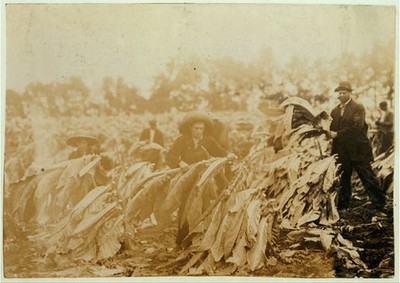 Tobacco Crop,Lowe Farm,Winchester,Kentucky,Lewis Wickes Hine,September 1916,1