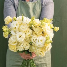 20 Voyage 2 Yellow II Lisianthus Flower Seeds