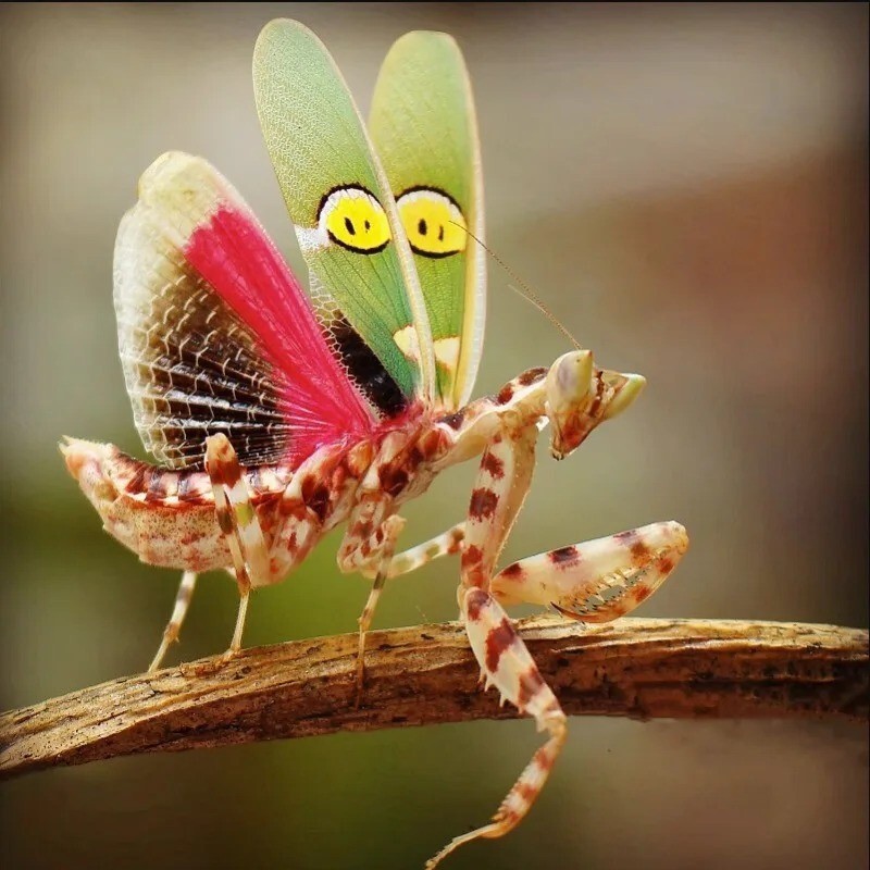 アビソ プレイング・マンティス5'4″ AVISO PRAYING MANTIS アビソ