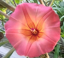 8 Hawaiian Sunset Vine Fresh Cuttings Stictocardia beraviensis Live Plant Plants