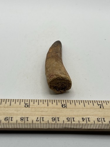 Spinosaurus 2.75” TOOTH Teeth Dinosaur Fossil before T Rex Cretaceous CS 813 - Picture 3 of 5