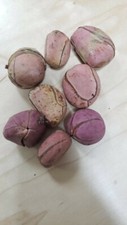 obi abata - Organic kola nut-fresh garcinia kola - 1/2 pound 3,4,5 lobes