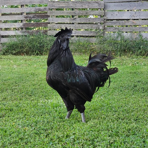 5 Purebred of Ayam Cemani
