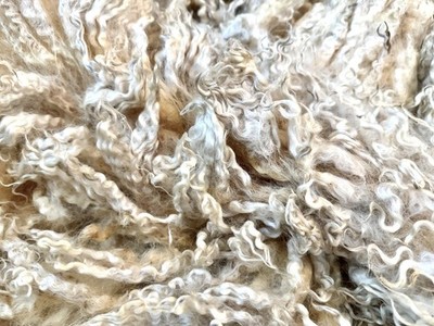 10 lbs Curly White Romney Raw Wool Fleece, Full Year s Growth, Fleece #4