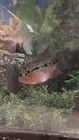 Red Dragon Flowerhorn — photo 1