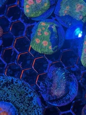 Crayola Meltdown Large frag Mini Colony 9 Eyes