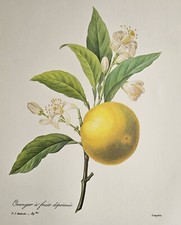 Oranger � fruits d�prim�s (Orange) - Botanical Print, Pierre Joseph Redout�
