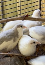 14 Button Quail Hatching Eggs   6 Pure Strains   Bred Separate   FedEx