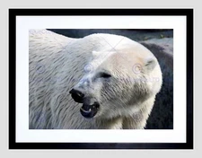 85667 POLAR BEAR WHITE MOUTH ROAR BLACK FRAME MOUNT Decor Wall Print Poster