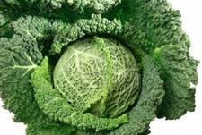 Chou De Milan 50 Graines Bio