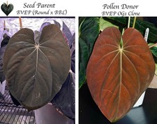 Anthurium bvep round x bbl x og1 clone seedling
