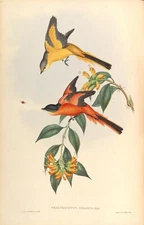 Vintage Reproduction Print - Size 7" x 5" - Birds of Asia - A009