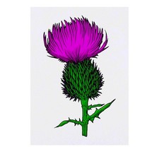 'Thistle' Temporary Tattoos / Transfers TO00042296 