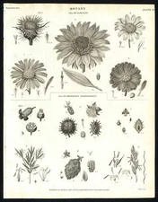 Antique print-NATURAL HISTORY-FLOWERS-BOTANY-SEED-UNSPECIFIED-PL. 6-Rees-1820