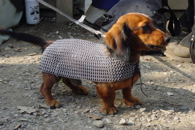 dog knight armor