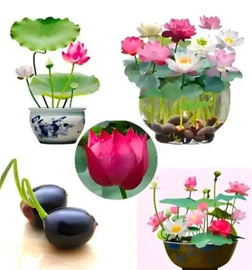 30 graines de lotus mélangées, nélumbo, bonsaï, plante nucifera, nymphaea,bassin - Image 2 of 4