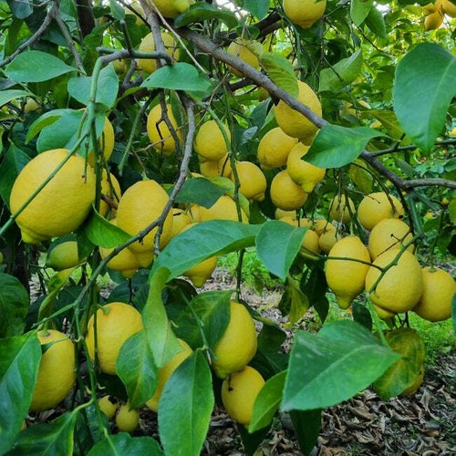 Lucanian Organic Lemons with Edible Peel Shipping Every Monday Super Product - Picture 2 of 4