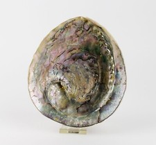 Mineralien Sammlung Muschel Paua Shell Deko Sammlungsauflösung